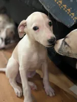 Jojo, a male Whippet for sale in Rutherfordton, NC – 7 of 8