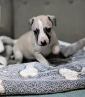 Aina , a female Whippet for sale in Rutherfordton, NC – 5 of 5