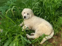 Star, a male English Cream Golden Retriever for sale in Rutherfordton, NC – 1 of 10