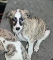 Jasper , a male Whippet for sale in Rutherfordton, NC – 2 of 7