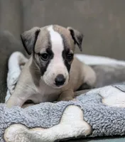 Chika, a female Whippet for sale in Rutherfordton, NC – 2 of 5