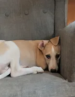 Pong AKC , a male Whippet for sale in Rutherfordton, NC – Photo 5 of 6