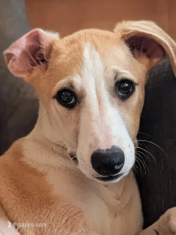 Pong AKC  – Whippet puppy for sale in Rutherfordton, NC