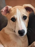 Pong AKC , a male Whippet for sale in Rutherfordton, NC – Photo 1 of 6