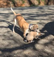 Pong AKC , a male Whippet for sale in Rutherfordton, NC – Photo 6 of 6