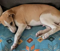 Pong AKC , a male Whippet for sale in Rutherfordton, NC – Photo 4 of 6