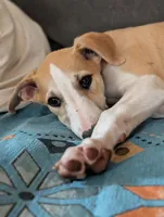 Pong AKC , a male Whippet for sale in Rutherfordton, NC – Photo 3 of 6