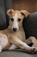 Pong AKC , a male Whippet for sale in Rutherfordton, NC – Photo 2 of 6