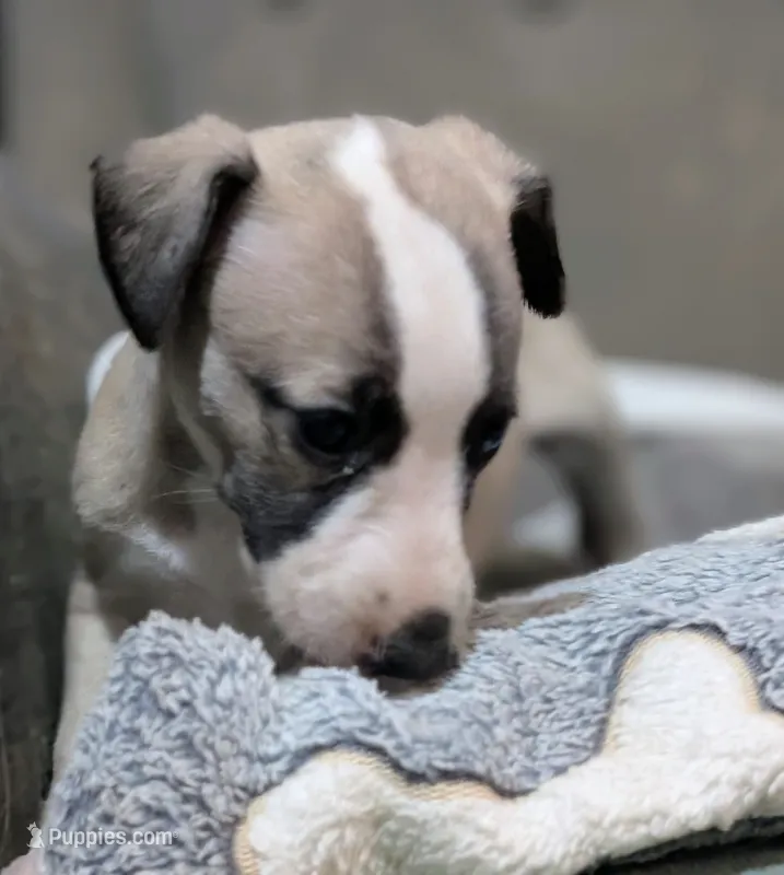 Chika – Whippet puppy for sale in Rutherfordton, NC