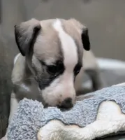 Chika, a female Whippet for sale in Rutherfordton, NC – 1 of 5