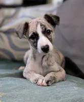 Happy , a female Whippet for sale in Rutherfordton, NC – 1 of 6