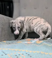 Mio, a female Whippet for sale in Rutherfordton, NC – 4 of 10