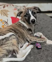 Jaxx, a male Whippet for sale in Rutherfordton, NC – 3 of 3