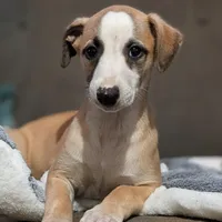 Bix AKC, a male Whippet for sale in Rutherfordton, NC – Photo 1 of 9