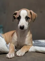 Bix, a male Whippet for sale in Rutherfordton, NC – Photo 1 of 6