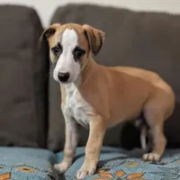 Bix AKC, a male Whippet for sale in Rutherfordton, NC – Photo 2 of 9