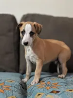 Bix, a male Whippet for sale in Rutherfordton, NC – Photo 2 of 6