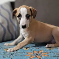 Bix AKC, a male Whippet for sale in Rutherfordton, NC – Photo 4 of 9