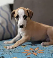 Bix, a male Whippet for sale in Rutherfordton, NC – Photo 4 of 6