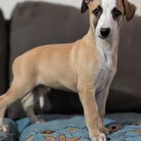 Bix AKC, a male Whippet for sale in Rutherfordton, NC – Photo 3 of 9