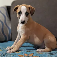 Bix AKC, a male Whippet for sale in Rutherfordton, NC – Photo 5 of 9