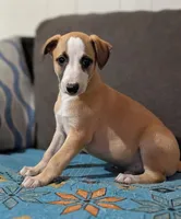 Bix, a male Whippet for sale in Rutherfordton, NC – Photo 5 of 6