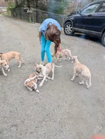Bix AKC, a male Whippet for sale in Rutherfordton, NC – Photo 8 of 9