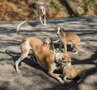 Bix AKC, a male Whippet for sale in Rutherfordton, NC – Photo 7 of 9