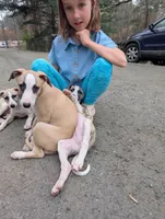 Bix AKC, a male Whippet for sale in Rutherfordton, NC – Photo 9 of 9