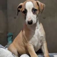 Bix AKC, a male Whippet for sale in Rutherfordton, NC – Photo 6 of 9