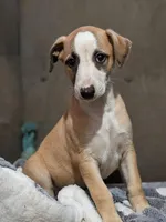 Bix, a male Whippet for sale in Rutherfordton, NC – Photo 6 of 6