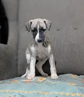 Ren , a male Whippet for sale in Rutherfordton, NC – 3 of 8