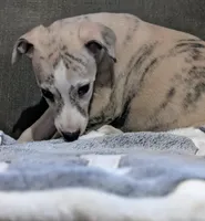 Chika , a female Whippet for sale in Rutherfordton, NC – Photo 3 of 10