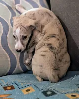 Chika , a female Whippet for sale in Rutherfordton, NC – Photo 9 of 10