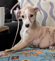 Chika , a female Whippet for sale in Rutherfordton, NC – Photo 1 of 10