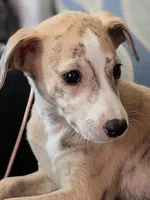 Chika , a female Whippet for sale in Rutherfordton, NC – Photo 2 of 10