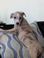 Chika , a female Whippet for sale in Rutherfordton, NC – Photo 8 of 10