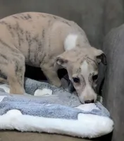 Chika , a female Whippet for sale in Rutherfordton, NC – Photo 6 of 10