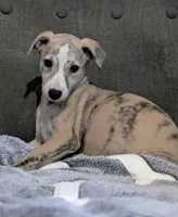 Chika , a female Whippet for sale in Rutherfordton, NC – Photo 10 of 10