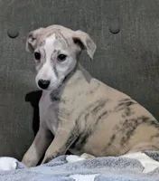 Chika , a female Whippet for sale in Rutherfordton, NC – Photo 4 of 10