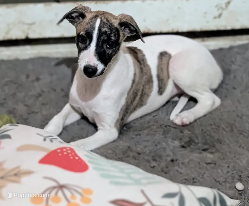 Ruby  – Whippet puppy for sale in Rutherfordton, NC