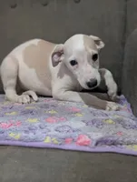 Jojo, a male Whippet for sale in Rutherfordton, NC – 8 of 8