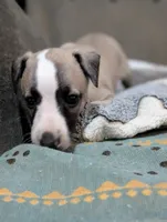 Chika, a female Whippet for sale in Rutherfordton, NC – 5 of 5