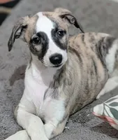 Jasper , a male Whippet for sale in Rutherfordton, NC – 7 of 7