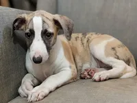 Ping, a male Whippet for sale in Rutherfordton, NC – Photo 4 of 5