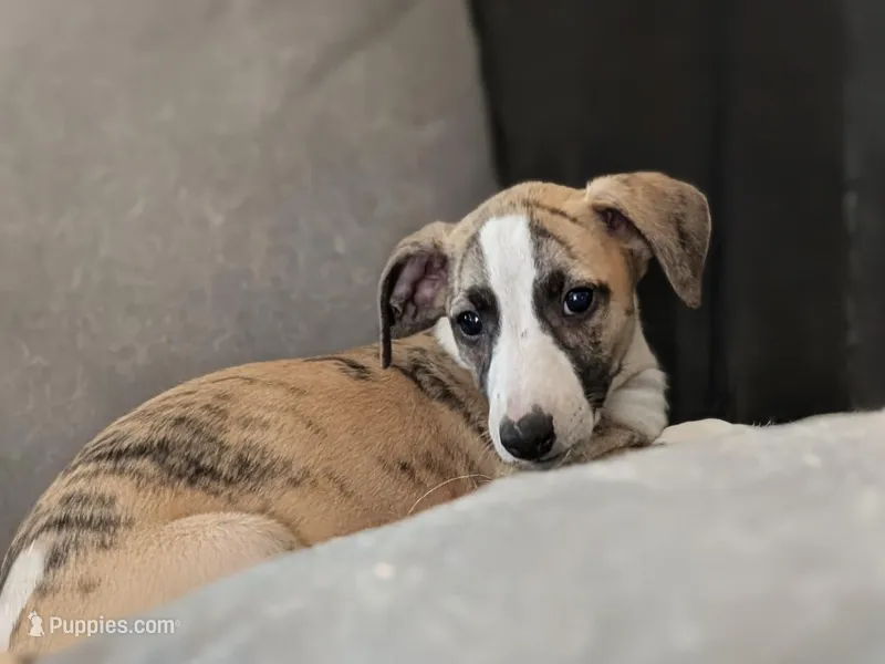 Ping – Whippet puppy for sale in Rutherfordton, NC