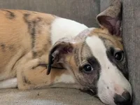 Ping, a male Whippet for sale in Rutherfordton, NC – Photo 5 of 5