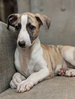 Ping, a male Whippet for sale in Rutherfordton, NC – Photo 3 of 5