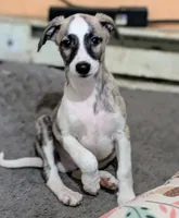 Jasper , a male Whippet for sale in Rutherfordton, NC – 6 of 7