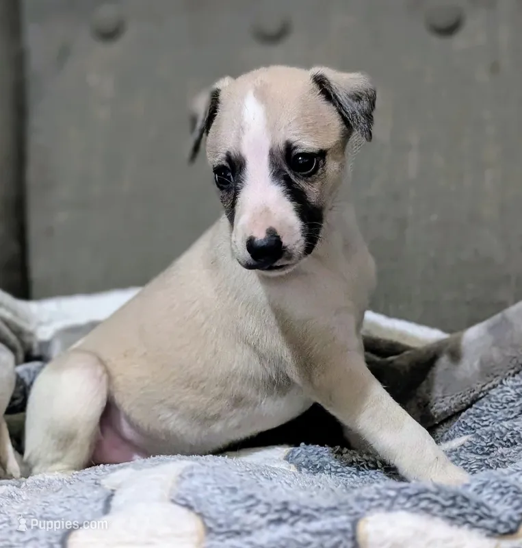 Aina  – Whippet puppy for sale in Rutherfordton, NC